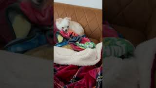 毛布で寝床を作る愛犬/Pet dog making a bed with a blanket