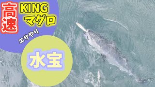 【爆速喰い!!】水宝のいけすに入れたマグロたちの超高速エサやり！！#Shorts