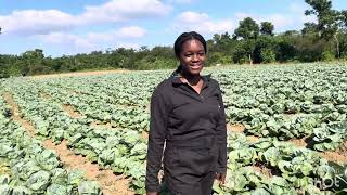 COME VISIT MY 2 ACRES CABBAGE FIELD WITH ME.