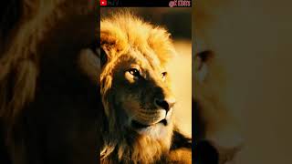 🦁🦁#Lion attitude status❤. devayat. આમ હાલો આવતો હોય તા હાથીને  પણ કેડા બદલવા પડે ભાઇ.. #lions🦁.