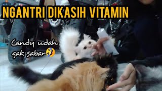 Kehebohan kucing kucing saat diberi makan