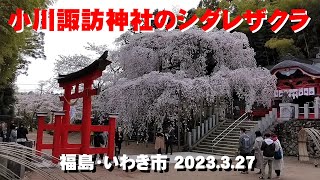 小川諏訪神社のシダレザクラ2023  福島・いわき市