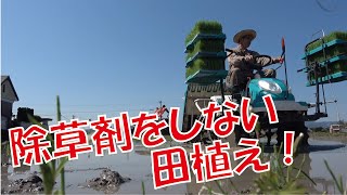 【田植えの仕方】田植え真っ最中！一人で隅まで植える私の流儀。