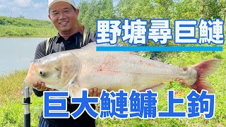 Hand fishing for silver carp and bighead carp over 30 pounds