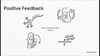 Homeostasis Explained: Body Balance Made Simple