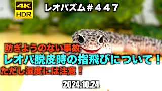 レオパ脱皮時の指飛びについて！2024.10.24【レオパ専用チャンネル！】〜レオパズム  by  SHIGE〜No.447