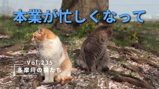 【多摩川の猫たち Vol.235】　本業が忙しくなって　【地域猫】