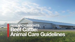 Research Insights - Beef  Cattle: Animale Care Guidelines