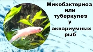 Микобактериоз или туберкулез у аквариумных рыб.