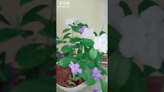 这什么花？由紫色变白色