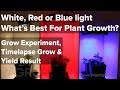 White, Red or Blue light for growing - The best colour for plant growth? Time lapse grow & yield White, Red or Blue light for growing - The best colour for plant growth? Time lapse grow & yield