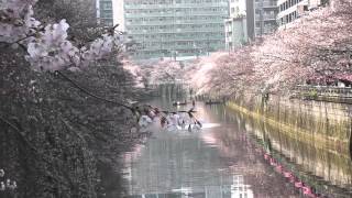 目黒川 桜 2016年3月31日③ Tokyo Meguro Famous Cherry Blossom