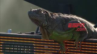 ¡Insólito! Una iguana gigante irrumpió en el Masters 1000 de Miami