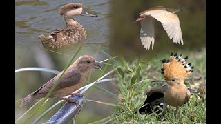 Parc Natural de s'Albufera de Mallorca/Majorca, bird watching vlog