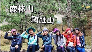 【山系】鹿林山麟趾山🌿｜與玉山最近的距離｜親民路線☺️｜ft.山系女森｜小魚兒の山林日誌｜一日行程