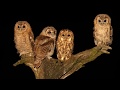 A Tragic Tawny Owl Tale With A Happy Ending | Discover Wildlife | Robert E Fuller