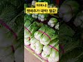 햇배추 가격 대박 헐값이네^^ 폭락 시장 맛집 물가 vegetables 배추 김치 food