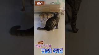 대치상황 #아비시니안 #브리티시  #고양이