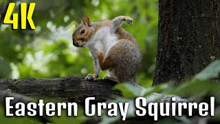 Eastern gray squirrel | Animals 4k videos