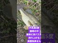 極寒、真冬に巨バスを釣る高橋魚紳さん shorts ブラックバス バス釣り 五三川 琵琶湖