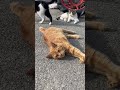 野良猫日和　捕獲器に入らない警戒心maxの野良猫が見せた隙編 猫動画 shorts