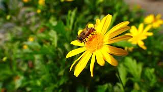 Funny Honey Bee Jokes, Puns, Dad Jokes Honey Bee with Funny One liner Jokes, Funny Honey Bee Caption