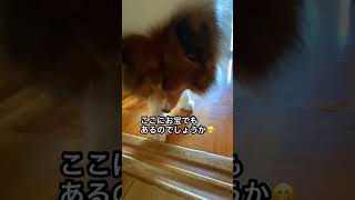 冬でも気分絶好調なシェルティーあらわる！？#shorts #犬 #おもしろ #シェルティ