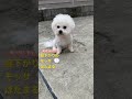 昼下がりのモッサぼたまる　ビションフリーゼ bichonfrise dog shorts