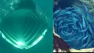 海洋恐怖症を引き起こす脅威の動画(川・湖含む)