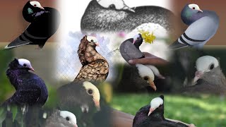 Mookee Pigeon(മുഖി) Breed Standard | Characteristics, Key Features \u0026 Guide