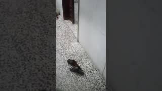Mxtube Net Sgfgh Mp4 3gp Video Mp3 Download Unlimited Videos Download