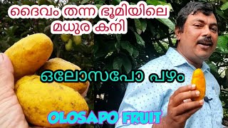 ദൈവം നൽകിയ മധുര കനി ഒലോസപോ പഴം/Olosapo Fruit Malayalam/Olosapo Fruit/Exotic Fruit/Fruit/Olosapo