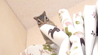 高いところからより高みを目指すシマリスモモさん/Funniest Chipmunk Video #Shorts