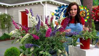 Phillip Watson Designs 3-in-1 Combo Live Butterfly Bushes on QVC