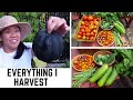 HUGE HARVEST Growing food in small backyard | Gardening in zone 5A #gardening #harvest #gardenideas