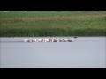 amazing pelican feeding symbiosis