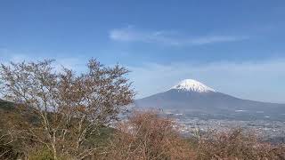 ウグイスの声と桜、富士山、青空が気持ち良かった猪鼻砦跡（2024年4月13日）