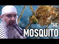 The Mosquito Quranic Parable - Murtaza Khan