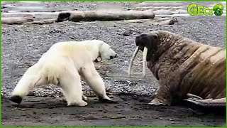 35 Brutal Moments Bears Hunt Mercilessly | Animal Fight