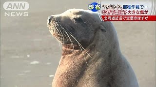 傷ついた野生のトドが九十九里・・・北海道生息のはずが(14/11/04)