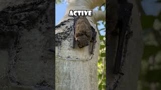 This Bat HAS Rabies! 🦇🦇 #twinadventures #brothisiswild #bats #rabies #rabiesprevention