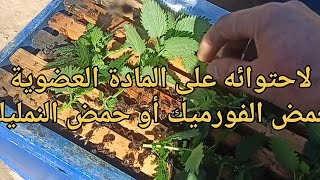 من اكثر النباتات المفيدة في علاج الفاروا لاحتوائها على حمض الفورميك و كذلك مفيدة للانسان انه #القراص