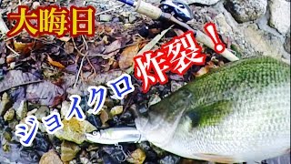 バス釣り 大晦日にビッグベイト炸裂！更にロクマルも…？ダイワマン＆ゆーまんとデカバスを追う！