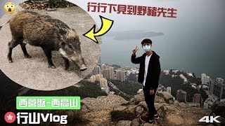 【🇭🇰行山Vlog】西營盤 至 西高山，超近距離與野豬相遇！