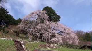 くよとの桜とヒヨドリ