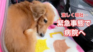 【ダックスフンド】愛犬の異変！こんな症状が出たら今すぐ病院へ！！【急性肝炎】