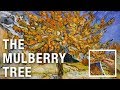 The Mulberry Tree - Vincent van Gogh | Museum Quality Handmade Art Reproduction