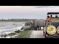 Elephants rescuing a baby elephant in Amboseli!! Elephant Jam!!!