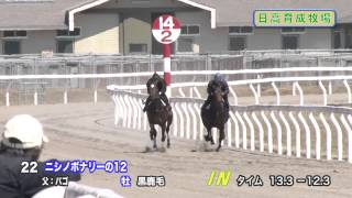 【2014育成馬展示会　調教映像】№22 ニシノボナリーの12