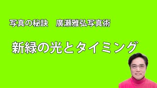 写真の秘訣 新緑の光とタイミング